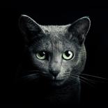 Кошка Мёбиуса