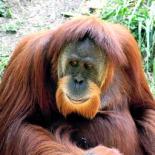 Старик Лейбман